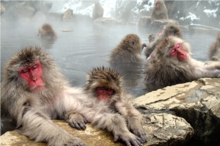 Macacos da neve aproveitam o onsen para se aquecer no inverno
