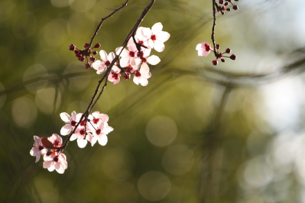 As árvores do Kenrokuen foram plantadas em comemoração aos cem anos da Era Meiji