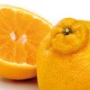 Decopon: A tangerina japonesa