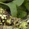 Vídeo: Fazenda de wasabi (o verdadeiro)
