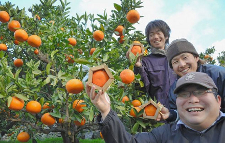 Agricultores da provÃ­ncia de Ehime desenvolveram o formato especial para as laranjas com moldes