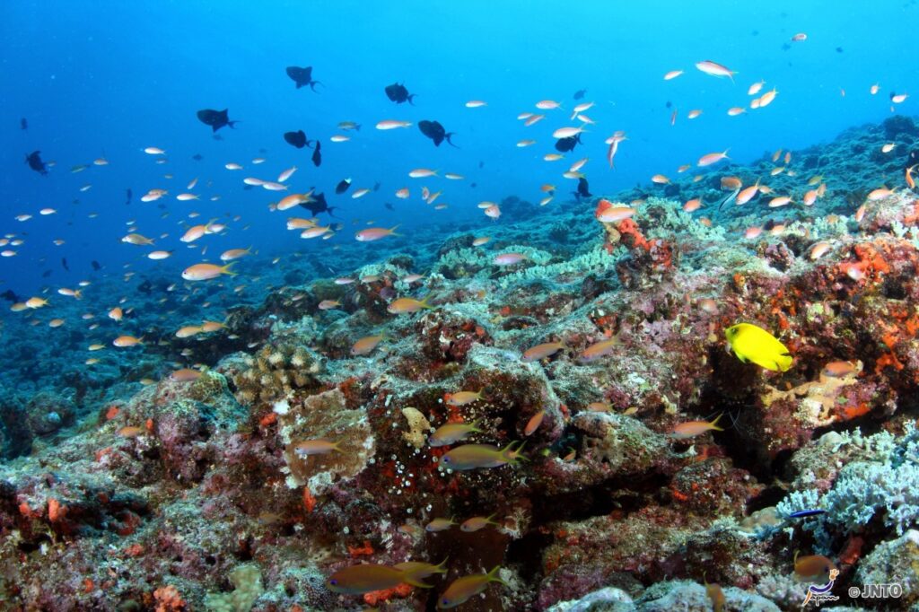 O mergulho é uma das atividades turísticas em passeios pelas ilhas de Okinawa Foto: ©Klaus Stiefel & Piranha Divers Okinawa©JNTO