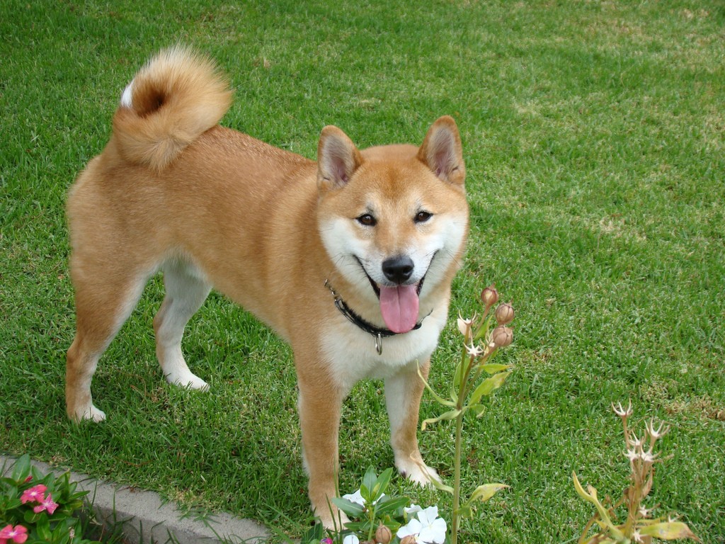 O shiba é o cachorro mais comum no Japão