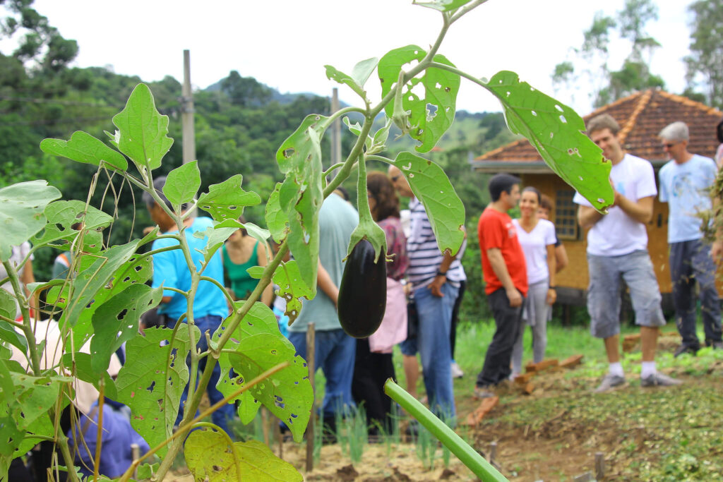 Os participantes vão aprender a fazer composto orgânico, preparar a terra, plantar corretamente e fazer inseticidas naturais