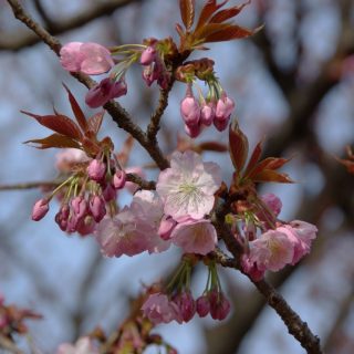 flor cerejeira sakura