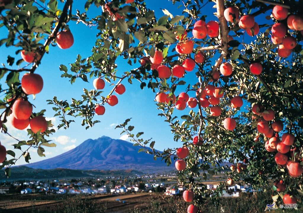 macieiras Monte Iwaki Aomori